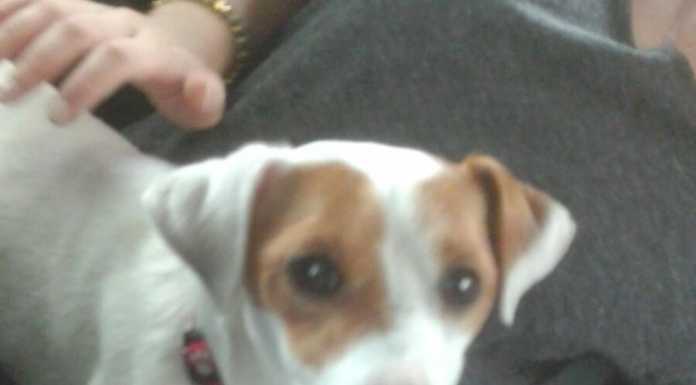 Billy si era smarrito a Pescarenico, è stato ritrovato