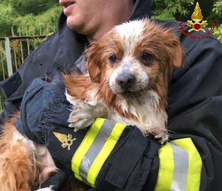 Cade in un canale, cagnolino salvato dai Vigili del Fuoco