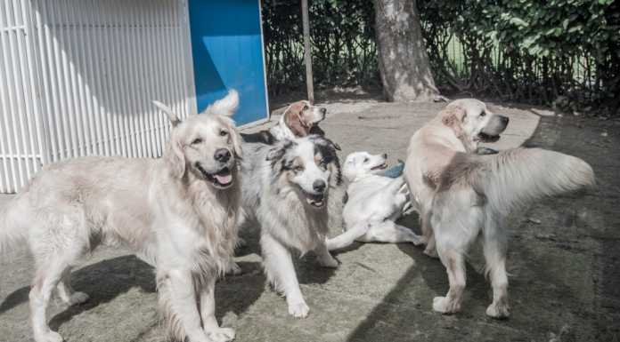 Anche Fido in vacanza: le pensioni per cani nel lecchese
