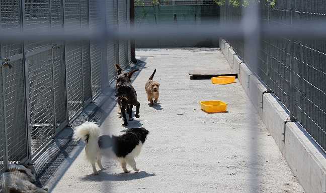 Cani abbandonati: meno casi, 30 “lecchesi” ospiti al canile di Erba