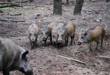 Danni da fauna selvatica: regione e provincia in prima linea per sicurezza e agricoltura