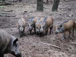 Danni da fauna selvatica: regione e provincia in prima linea per sicurezza e agricoltura