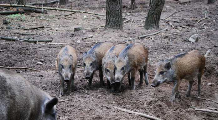 Danni da fauna selvatica: regione e provincia in prima linea per sicurezza e agricoltura