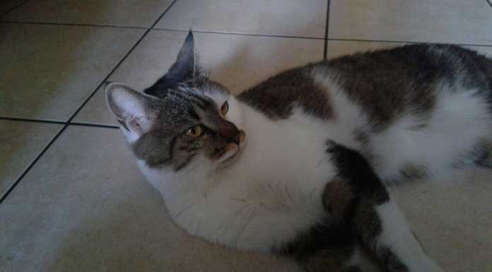 Lecco, ritrovata la gatta Fiore, il “grazie” del proprietario