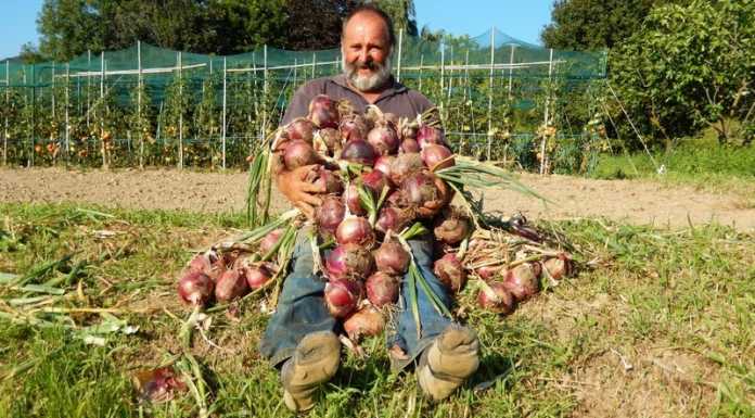 Monte Marenzo. Un sacco di cipolle rosse nell’orto di Giuseppe
