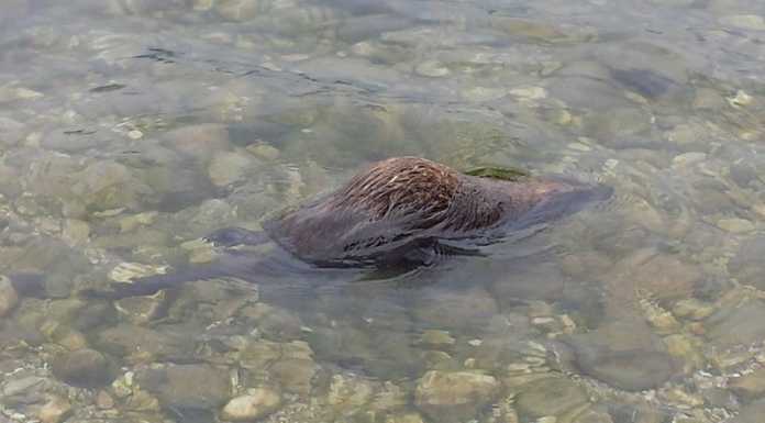 Vercurago. Moria di nutrie e ratti, segnalazioni dai cittadini