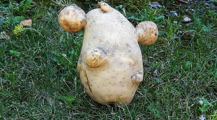 Monte Marenzo, un chilo di patata nell’orto del signor Silvano