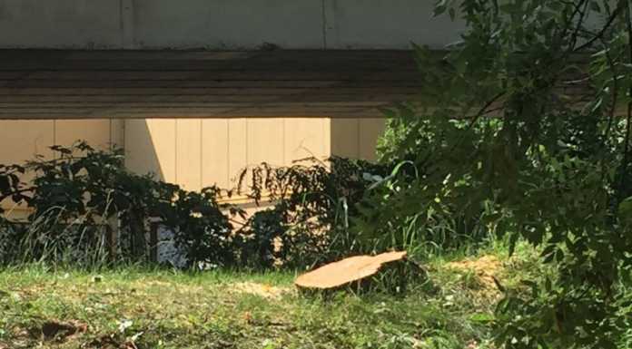 Pescate: pioppo pericolante, interviene la Protezione Civile