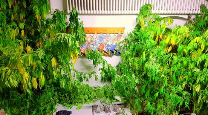 Chiavenna: scoperta piantagione di marijuana, un denunciato