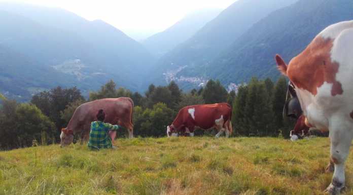 Cresce il turismo negli alpeggi: sono 46 quelli in provincia di Lecco