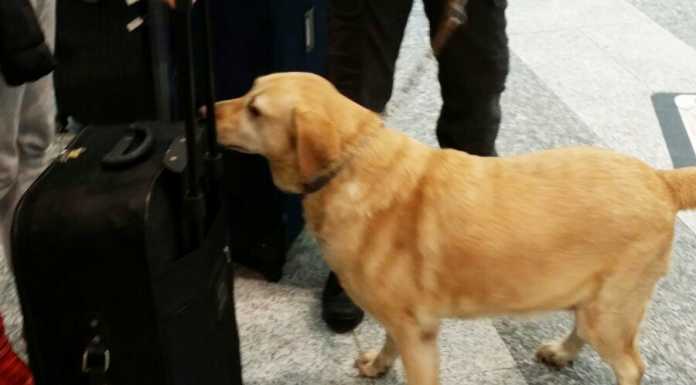 Malpensa. Fermati in aeroporto con 8 kg di coca, due arresti