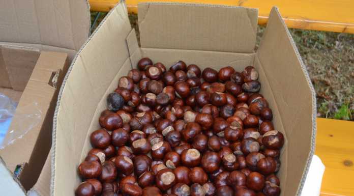 Castagne: anno positivo secondo la Coldiretti, raccolto in crescita