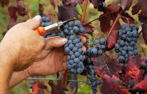 Vendemmia: calo del 13% in Lombardia, colpa del maltempo
