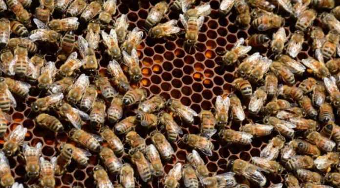 Miele e propoli: + 36% le imprese in dieci anni in Lombardia