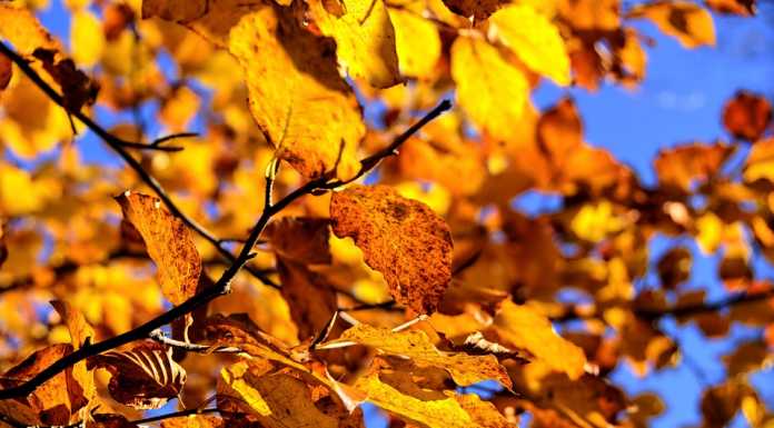 Ciao Estate, oggi comincia l’Autunno, la ‘stagione dei mille colori’