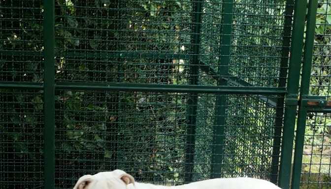 Lecco, sequestrati due cani per i combattimenti clandestini