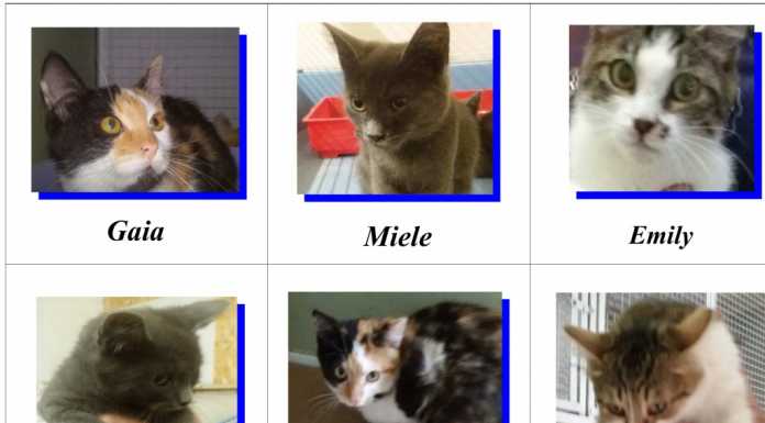 Gattini in cerca di una famiglia, l’Enpa di Lecco lancia l’appello