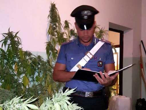 Sospeso fino al 28/11 il vigile “coltivatore”, si attende il processo