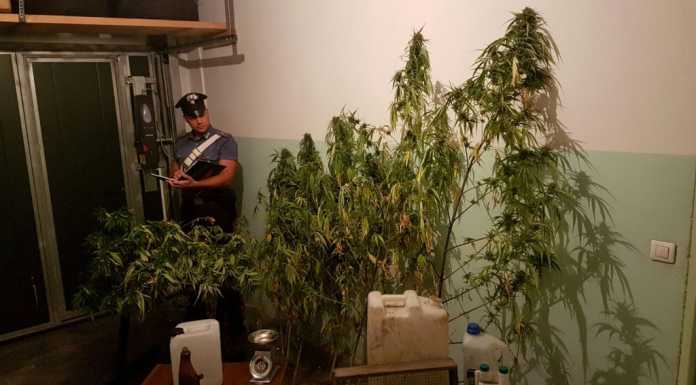 Coltivava marijuana, arrestato vigile di Lecco, il Comune lo sospende