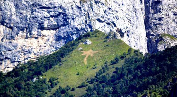 Sotto il Sasso Cavallo è rifiorita… la “stella alpina”