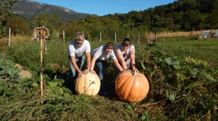 Monte Marenzo: Gianpietro Locatelli presenta le sue “super zucche”