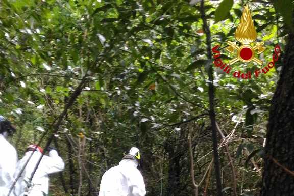Chiuso. Rinvenuta la carcassa di un cervo, la testa mozzata