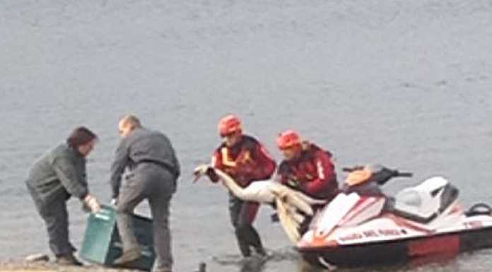 Vercurago. Cigno ferito, recuperato dai pompieri con la moto d’acqua