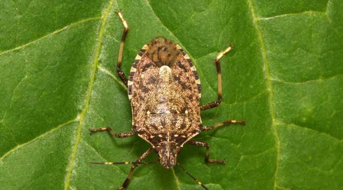 Cimice asiatica, è allarme invasione, Coldiretti: “Pericolo per le colture”