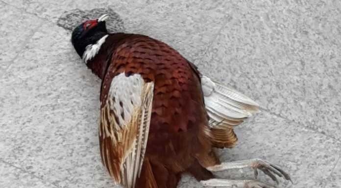 Fagiano contro una vetrina. “Liberati dai cacciatori, vagano disorientati”