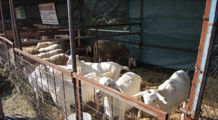 Fiera di S. Andrea a Oggiono, successo anche per la 402^ edizione