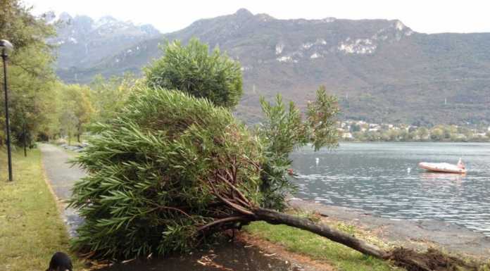 Il vento abbatte gli alberi a Pescate. Airuno, azienda “scoperchiata”