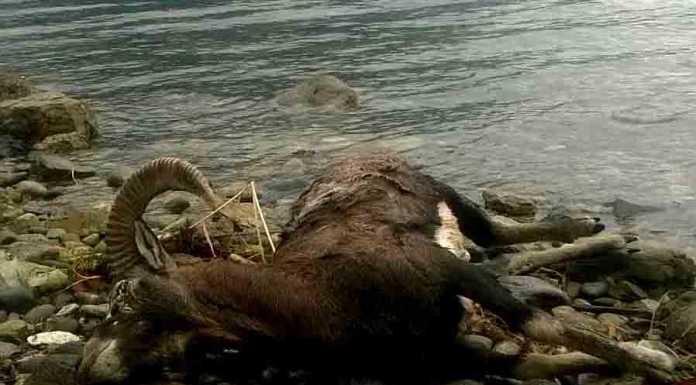 Il corpo di un muflone rinvenuto sulla riva a Malgrate