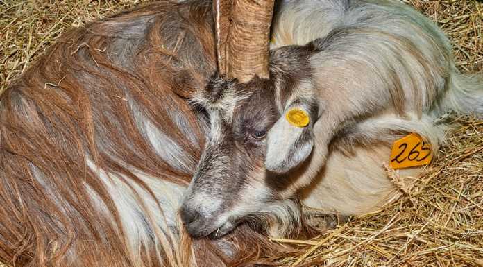 Casargo. Grande successo per la 26esima mostra della Capra Orobica