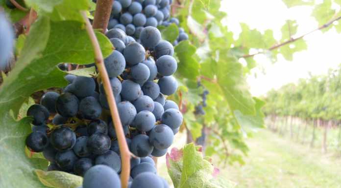 Vendemmia 2024. Nonostante il maltempo di inizio estate, prodotte uve di qualità