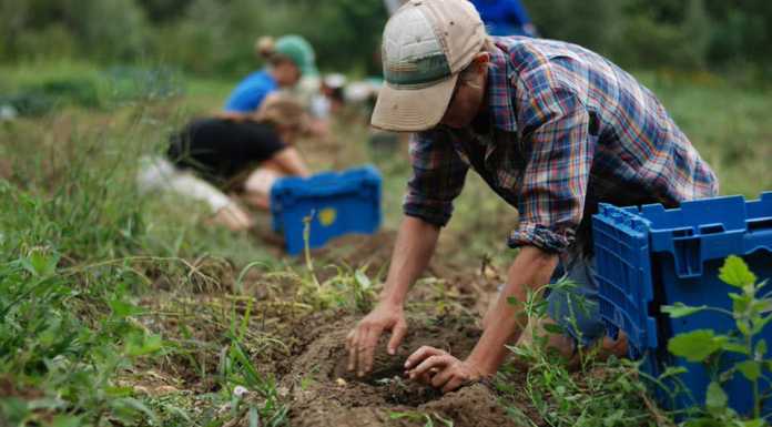 Maltempo, la Coldiretti: “Danni irreparabili per gli agricoltori”