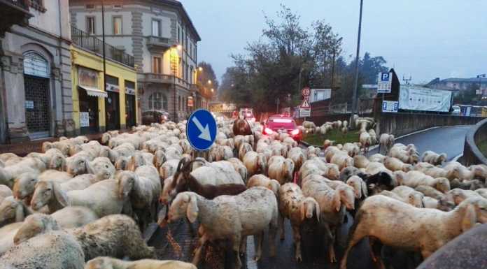Un “fiume” di pecore in via Amendola. Il VIDEO di una lettrice