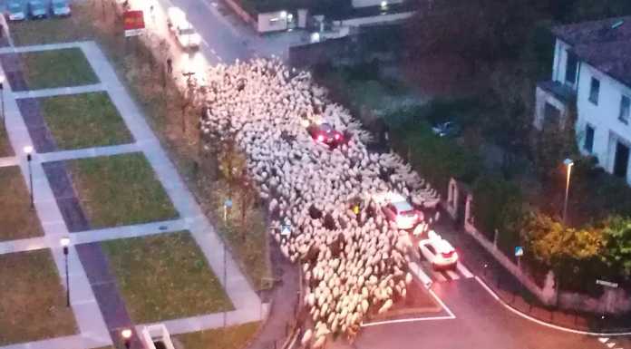 ‘Ingorgo’ sul viale Montegrappa, passa un gregge di pecore