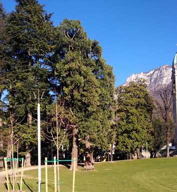 Verde pubblico, al via le piantumazioni: 48 nuovi alberi in città