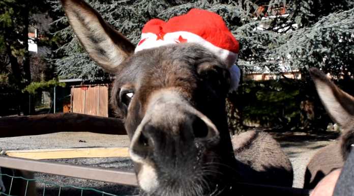 IL VIDEO DI NATALE – Auguri “Bestiali” da LeccoNotizie