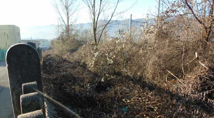 Taglio delle piante nei pressi della ferrovia, l’ordinanza anche a Lecco