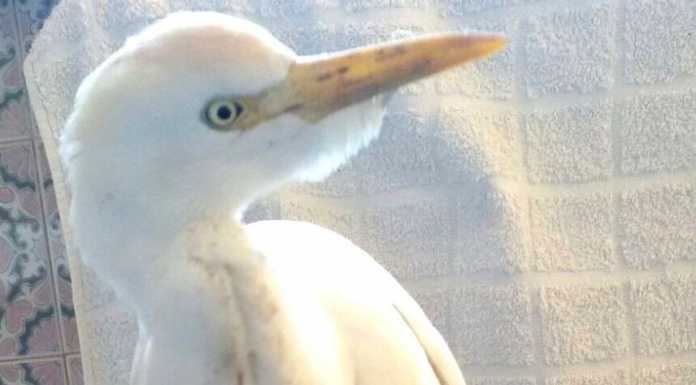 Abbadia. Airone raro, in difficoltà sulla riva in spiaggia: salvato