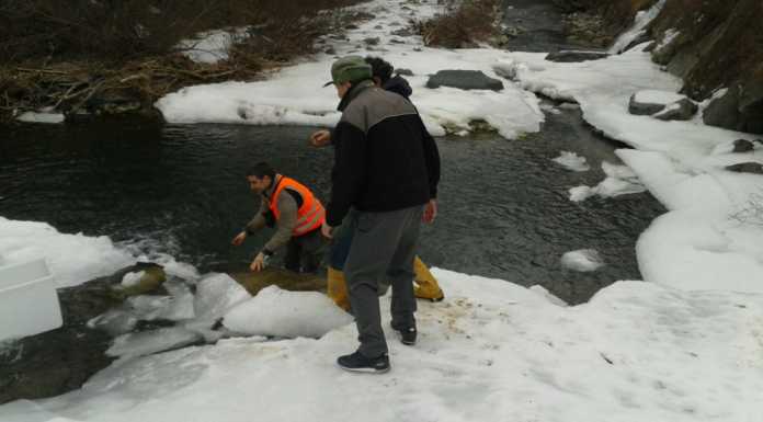Lavori sul Pioverna, ‘sfrattate’ per la loro sicurezza 650 trote