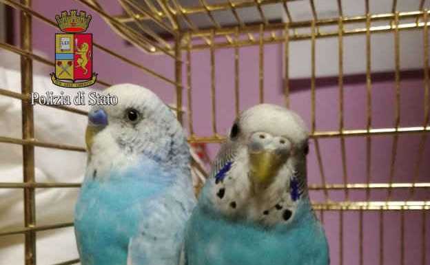 Ali amputate alle cocorite ‘portafortuna’, due denunce a Milano