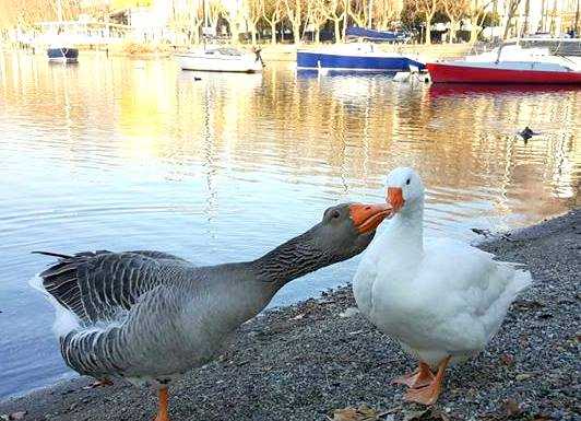 Lecco. Bianca e Bernie, in salvo le due oche-mascotte del lungolago