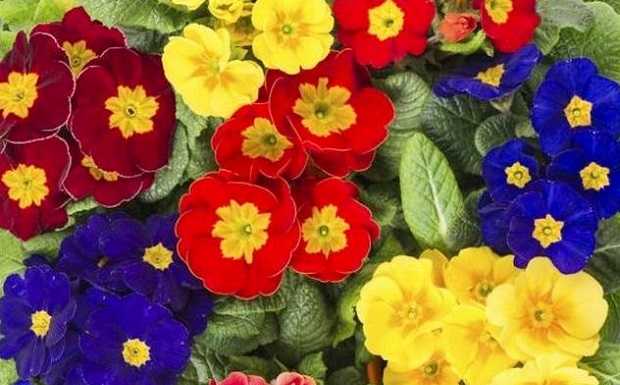 Anche a Brivio l’iniziativa #ioaccolgo con un fiore