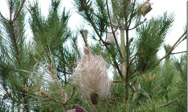 Allarme processionaria lungo la Ss 36, a rischio numerosi pini