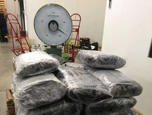 Maxisequestro di marijuana a Lodi, oltre 500 chili. Tre arresti