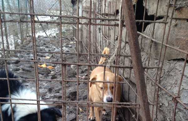Cagnolina e cuccioli in un lurido recinto, salvati dai volontari dell’Enpa