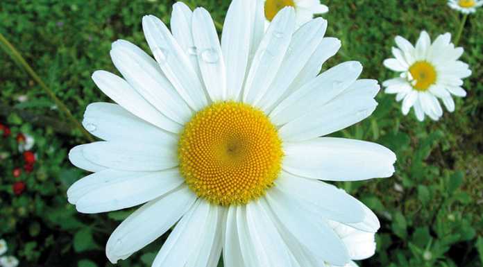 Sondrio. La Margherita per sostenere la ricerca contro il cancro