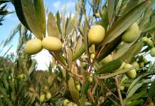 Ello aderisce al progetto “Le Radici con le Ali”, presentazione al Mercato Agricolo